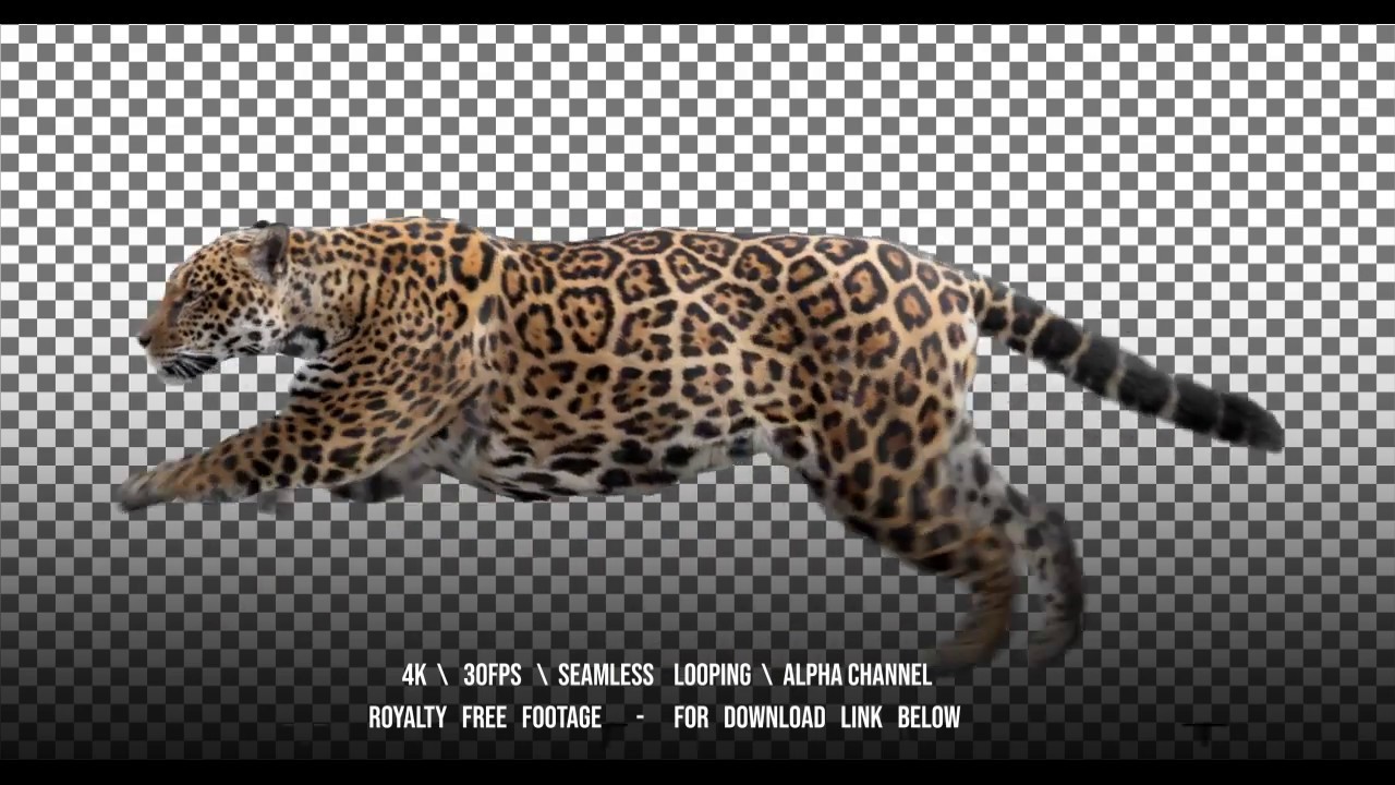 Jaguar running. Isolated and cyclic animation. Alpha channel. - YouTube