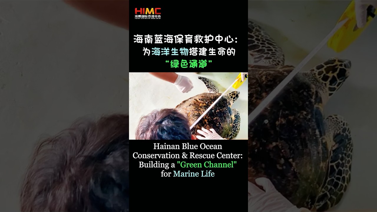 Hainan Blue Ocean Conservation & Rescue Center: Building a "Green Channel" for Marine Life海南蓝海保育救护中心