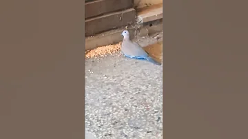 القمري او اليمام صوته فيه تسبيح لله 