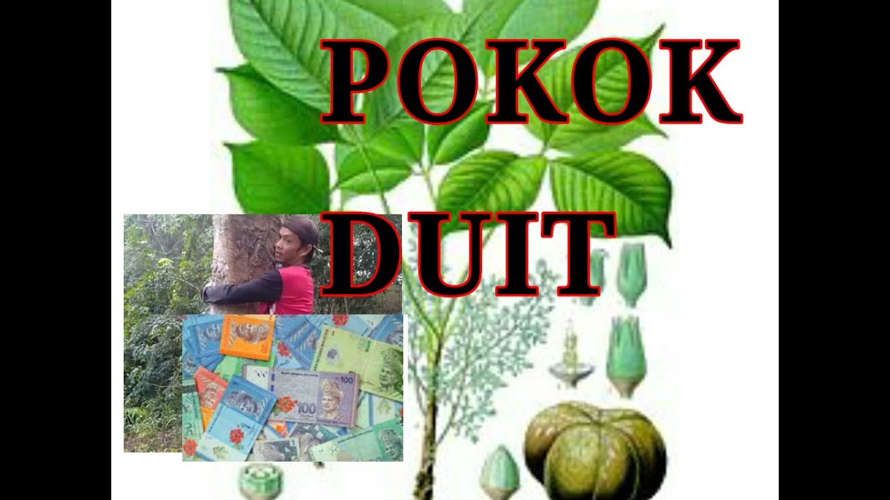 Pokok DuitDuit / pokokduitduit Vanilla Kismis