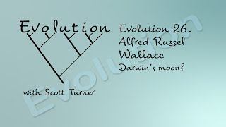 Evolution 26. Alfred Russel Wallace: "Darwin's moon?"