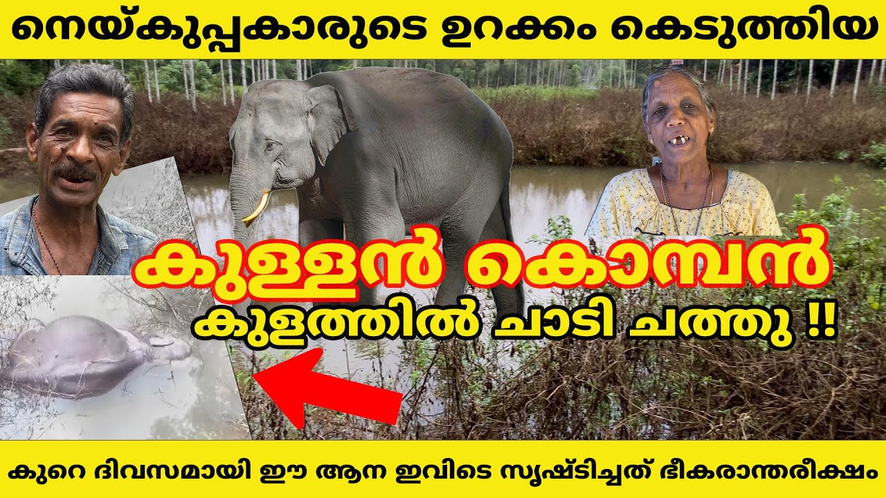 നെയ്കുപ്പകാരുടെ ഉറക്കം കെടുത്തിയ കുള്ളൻ കൊമ്പൻ കുളത്തിൽ ചാടി ചത്തു #elephant #forest #wayanad