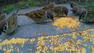 PARDAL CANTANDO E COMENDO NA NATUREZA screenshot 5