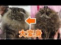 【トットちゃん】すごく汚す子を洗ったらメッチャゴージャスな猫に変身した【エキゾチックLH】