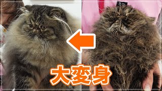 【トットちゃん】すごく汚す子を洗ったらメッチャゴージャスな猫に変身した【エキゾチックLH】
