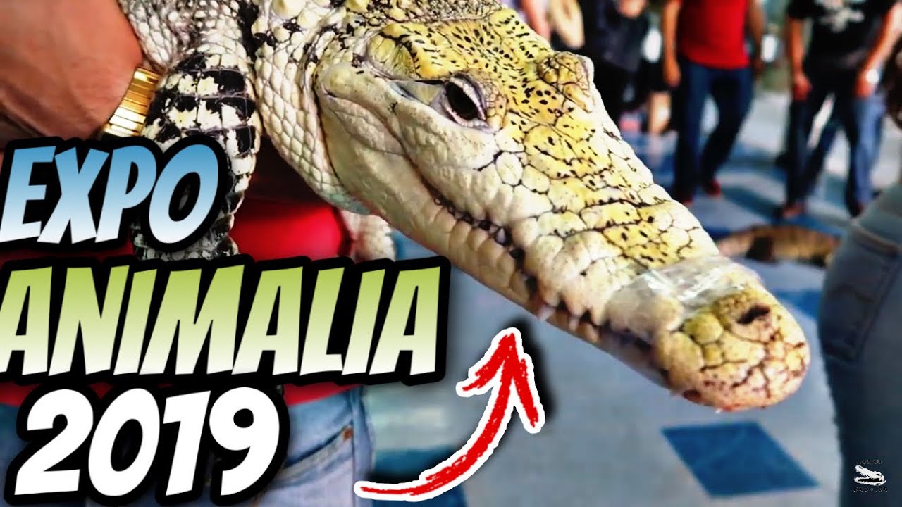 Animalia Verano 2019 Parte 2 - YouTube AssadExotics