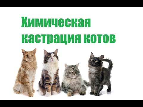 Вопрос: Препараты от котования более опасны чем стерилизация кошки?