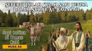 Seperti Inilah Kisah Sapi Betina Dalam Surat Al Baqarah - Sapi Betina Di Zaman Nabi Musa AS