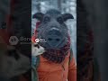 Переезд в тайгу #animals #funny #смешновидео #смешнойшортс #шуточное #humor #lion
