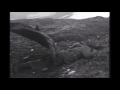 Combat footage on attu island silent