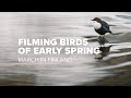 BIRD PHOTOGRAPHY | Early Spring in Finland