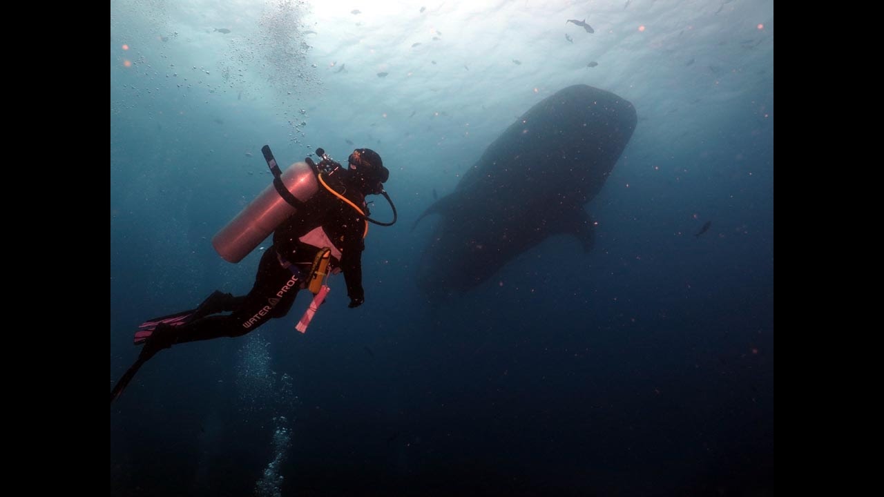 Galapagos Islands diving , August 2016, Aggressor Liveaboard, HD video