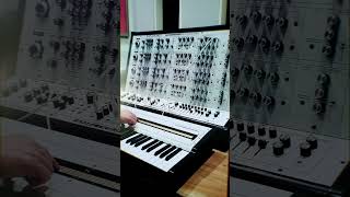 Maximus 4V Four Voice Polyphonic Synthesizer from Analogue Solutions #shorts