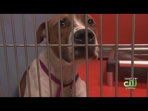 ACCT Philly Supporters Demand More Funding For Animal Shelter