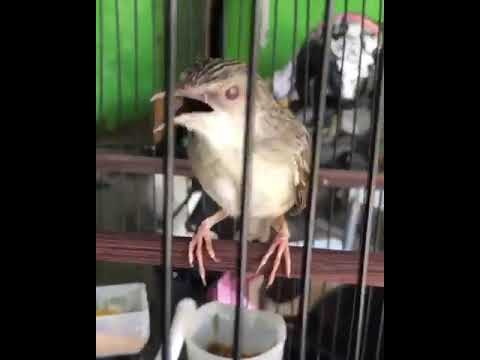 6 VARIASI CIBLEK GUNUNG NGEBREN COCOK BUAT MASTERAN