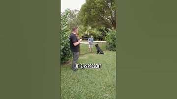 Hoe begroet je een waakhond?