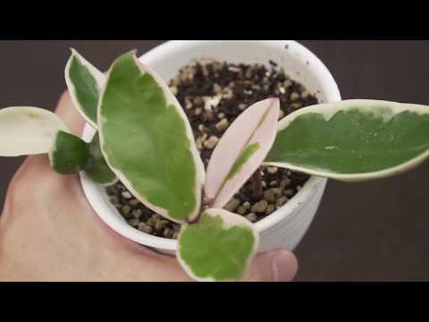 How to Hoya Crimson Queen propagation in water and soil