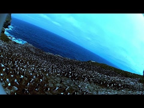 Amazing! Bird steals egg camera & films penguin colony from the air