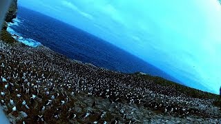 Amazing! Bird steals egg camera & films penguin colony from the air