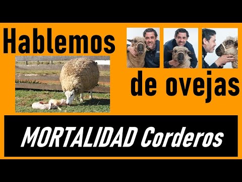 Video: Hipotermia en corderos