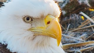 Decorah North Nest | Amazing golden sunrise + close-ups Dad ~ 03-23-2019