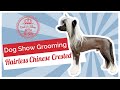 Dog Show Grooming: How To Groom a Hairless Chinese Crested の動画、YouTube動画。