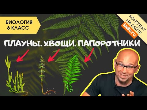 Плауны Хвощи Папоротники. Биология 5 класс. Споровые сосудистые растения.Характеристика Строение ЕГЭ