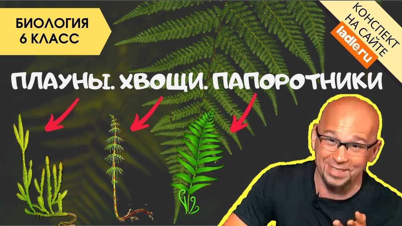 тест биология папоротники хвощи