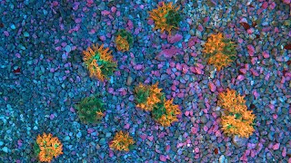 Stock Spotlight: ECC Nexus Burst Bubble Tip Anemone
