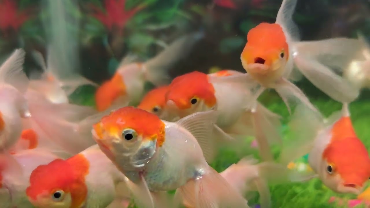 Red cap oranda