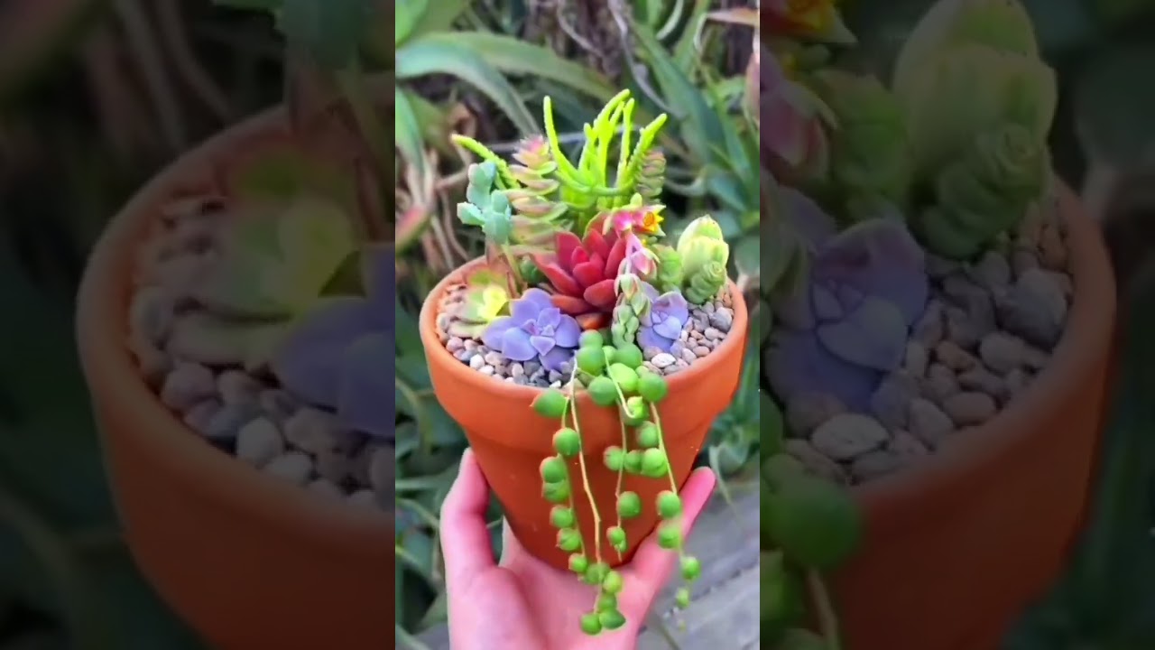 Let’s propagate some succulent plants 🪴 