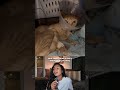 Cat Somehow Survives 5 Days Without Water With Jar On His Head | The Dodo