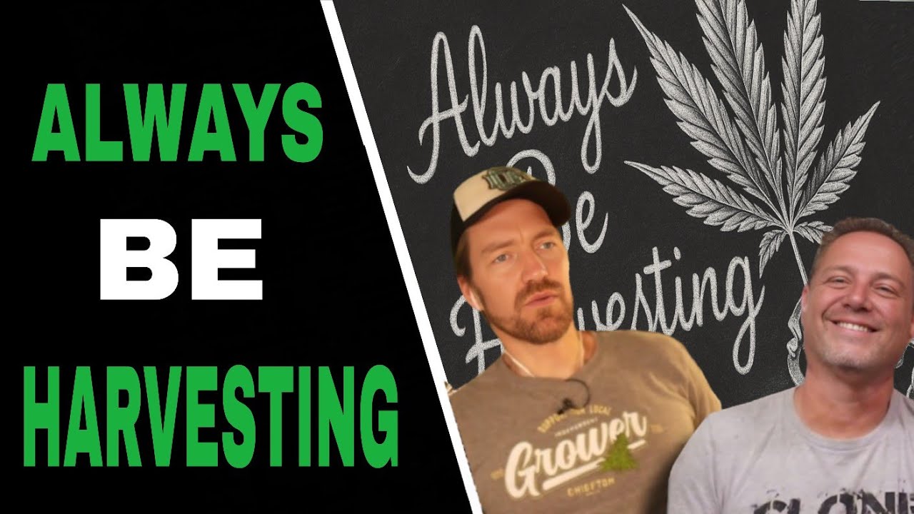 Не ждите месяцы между сборами урожая — сделайте ЭТО вместо этого