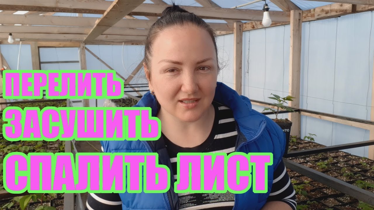 Ошибки при выращивании саженцев ежевики и малины - YouTube