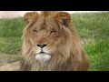 Monarto Zoo Lion Experience