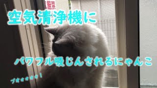 【猫動画　おもしろ】空気清浄機に「パワフル吸じん」されるにゃんこが超絶かわいい。