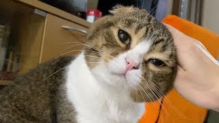 寝起きのママに甘えるパパ猫&子猫