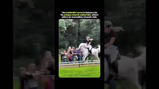 The Floating Horse! 😲 (Icelandic Tölt) (Great for pure shock value #trending