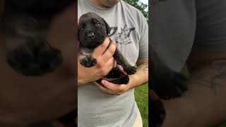 DOGGIE DUEL: Who Can Pass the English Mastiff Puppy Temperament Test?(pt.4) #dogs...