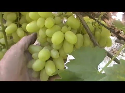 Виноград Лорано Описание Сорта Фото Виноград Лорано Описание Сорта Фото