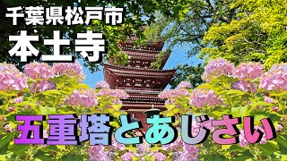 【本土寺】5万株のあじさい　穴場のあじさい寺　フォトスポットにも