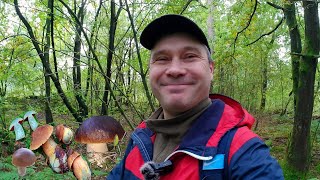 видео: Грибной лес. Пошла вторая волна. Дубовик крапчатый. картинка: Грибной лес. Пошла вторая волна. Дубовик крапчатый.