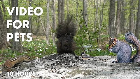 Chipmunks, Birds and Squirrels in a Forest of Trilliums - 10 Hour Video for Pets - May 20, 2024