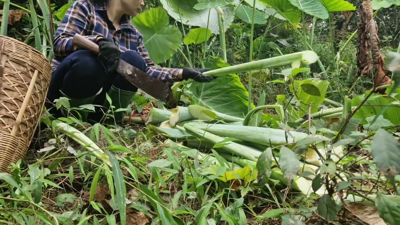 A girl who went into the forest alone to gather vegetables for her pigs ...
