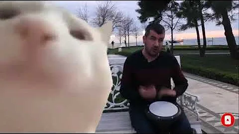 Quando il gatto muove la testa in modo strano?