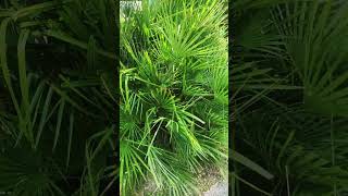 NVK Nvidia Nouveau Open-Source Vulkan driver