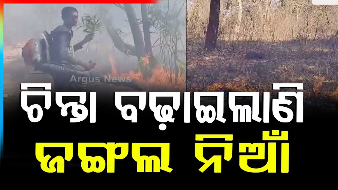 ଚିନ୍ତା ବଢ଼ାଉଛି ଜଙ୍ଗଲ ନିଆଁ.. | HIGH ALERT : Forest Fires Raise Tension Ahead Of Summer | Argus News