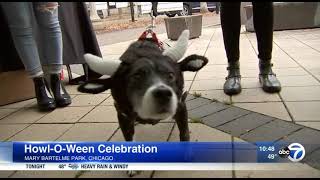 West Loop Veterinary Care s Howl-O-Ween Extravaganza 2021 - ABC