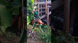 Raising laying chicken for eggs and meat/ chicken farming business for beginners #freerangechicken