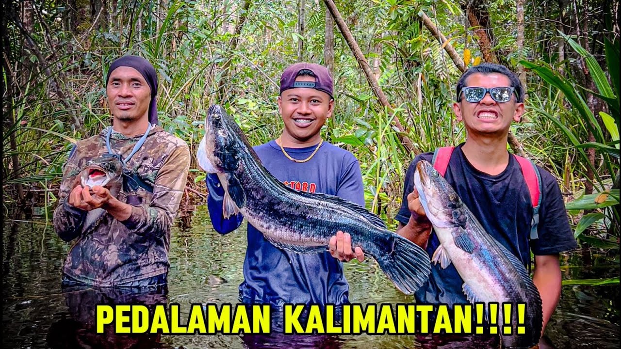 7 Hari berburu Toman,Channa maru & Tapah monster dipedalaman kalimantan! ft @bocahpecicilan